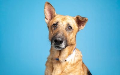 A dog with the perfect mix of gentle and calm and more up for adoption in Valley shelters