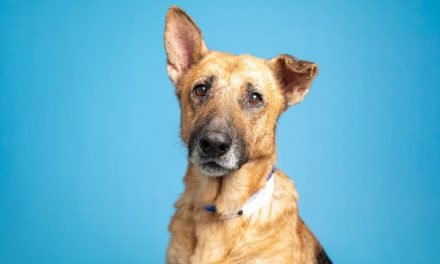 A dog with the perfect mix of gentle and calm and more up for adoption in Valley shelters