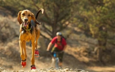 What to pack when traveling with your pet