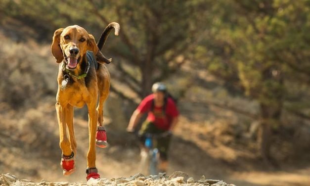 What to pack when traveling with your pet