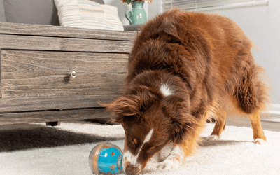 Best gifts for pet parents: 15 gift ideas for dog and cat owners
