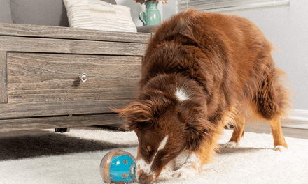 Best gifts for pet parents: 15 gift ideas for dog and cat owners