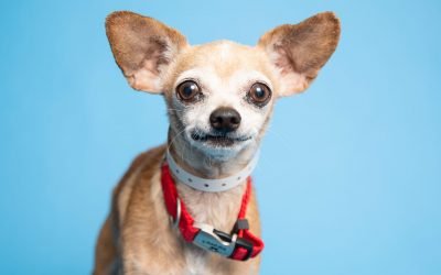 A sweet dog with a mischievous side and more up for adoption in Valley shelters