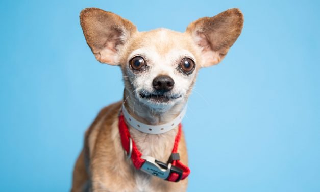 A sweet dog with a mischievous side and more up for adoption in Valley shelters