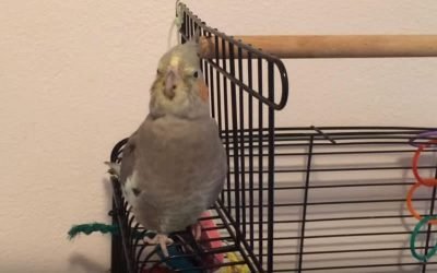 Having a pet in the house instantly lightens things up. They are so lovable and affectionate towards their owners. After a long day at