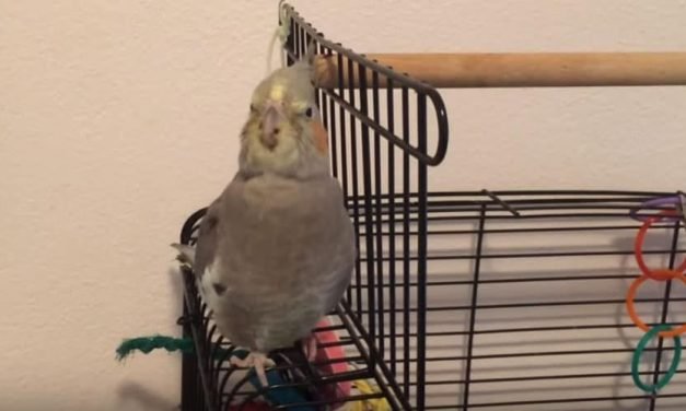 Having a pet in the house instantly lightens things up. They are so lovable and affectionate towards their owners. After a long day at