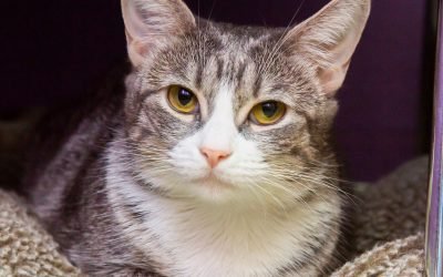 Sweet and loving tabby and more up for adoption in Valley shelters