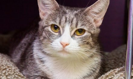 Sweet and loving tabby and more up for adoption in Valley shelters