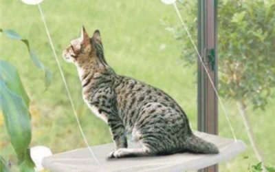 Beds & Furniture : PETPAWJOY Cat Bed, Cat Window Perch Window Seat Suction Cups Space Saving Cat Hammock Pet Resting Seat Safety Cat