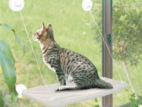 Beds & Furniture : PETPAWJOY Cat Bed, Cat Window Perch Window Seat Suction Cups Space Saving Cat Hammock Pet Resting Seat Safety Cat