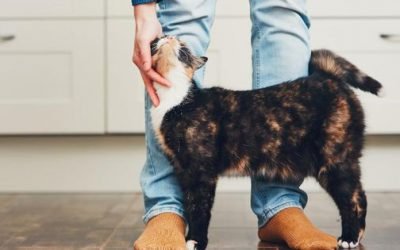 Ten Things You Need Before Adopting a Cat