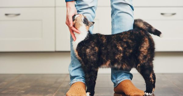 Ten Things You Need Before Adopting a Cat