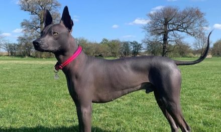 Xoloitzcuintli Breed Information Guide: Quirks, Pictures, Personality & Facts