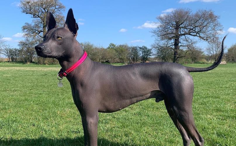 Xoloitzcuintli Breed Information Guide: Quirks, Pictures, Personality & Facts