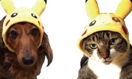 Pokemon Releases Adorable New Pet Clothing Collection