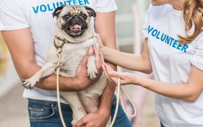 18 Things Animal Shelters Desperately Need Right Now