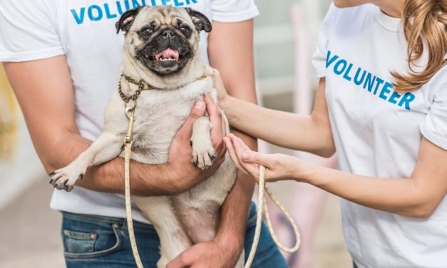 18 Things Animal Shelters Desperately Need Right Now