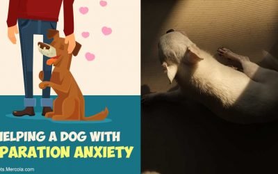 The Mistakes Dog Owners Make About Separation Anxiety