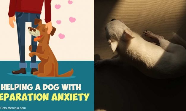 The Mistakes Dog Owners Make About Separation Anxiety