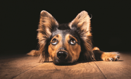 Puppy Dog Eyes: A Recent Development