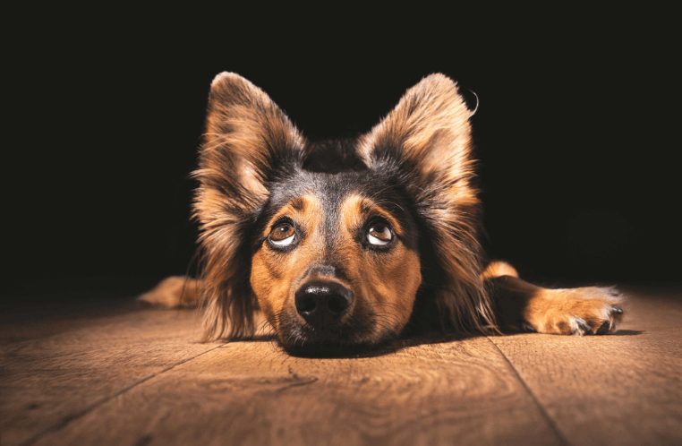 Puppy Dog Eyes: A Recent Development