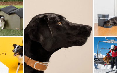 All the best Black Friday deals for pet owners