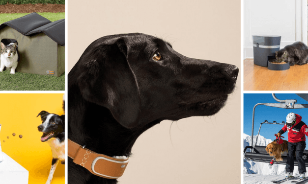 All the best Black Friday deals for pet owners