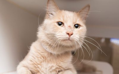 Joey Tribbiani and more pets up for adoption in Phoenix-area shelters this week