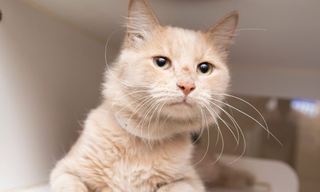 Joey Tribbiani and more pets up for adoption in Phoenix-area shelters this week