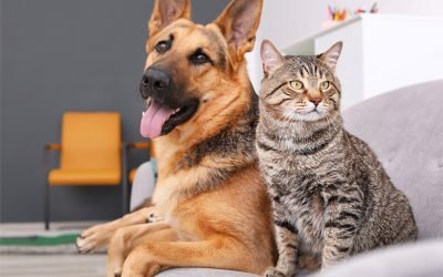 Make your home more comfortable for you and your pets