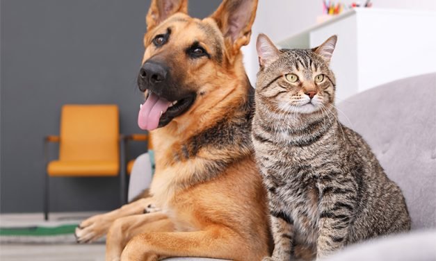 Make your home more comfortable for you and your pets