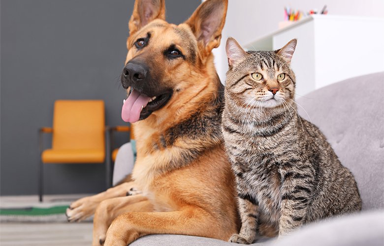 Make your home more comfortable for you and your pets