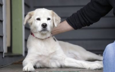 Researchers have finally put a price tag on the life of a dog