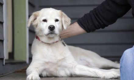 Researchers have finally put a price tag on the life of a dog