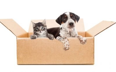 Tips for Moving with Dogs and Cats