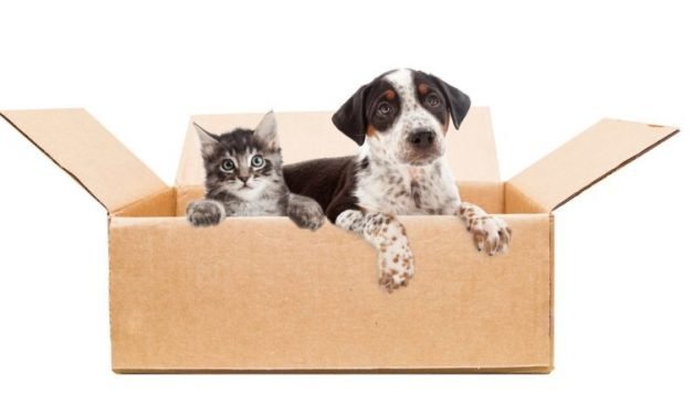Tips for Moving with Dogs and Cats