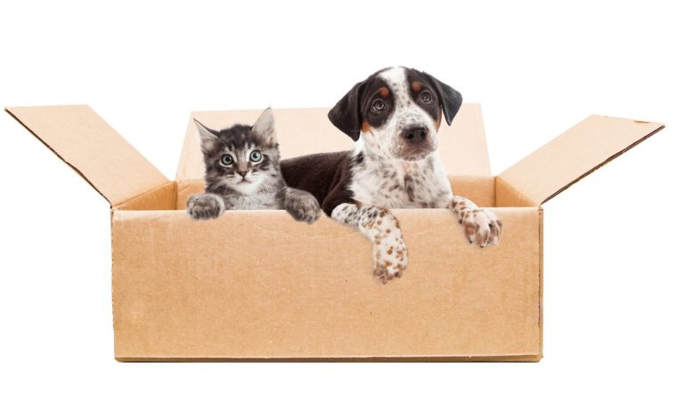 Tips for Moving with Dogs and Cats