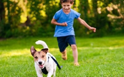 There are too many people giving up pets they ‘gifted’ their child