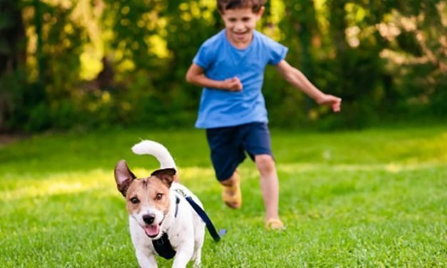 There are too many people giving up pets they &lsquo;gifted&rsquo; their child