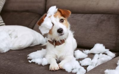 Why some Americans choose to give away their pets