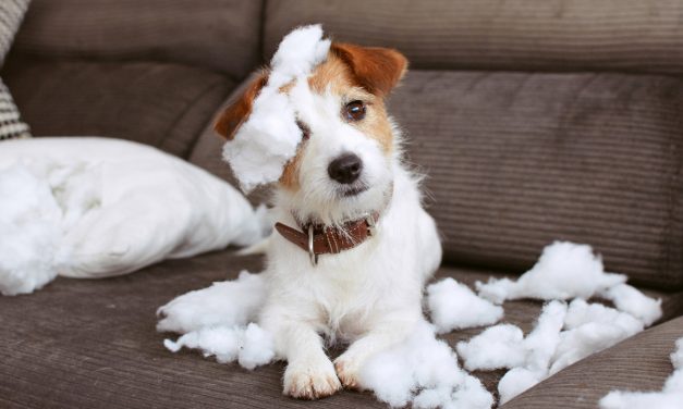 Why some Americans choose to give away their pets