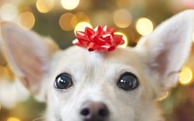 The Most Ridiculous Gifts We&rsquo;ve Given Our Pets