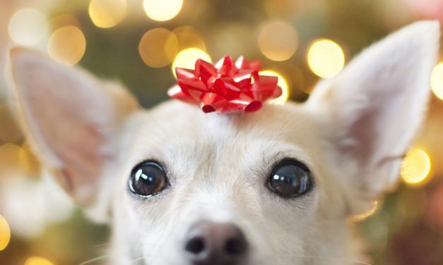 The Most Ridiculous Gifts We&rsquo;ve Given Our Pets