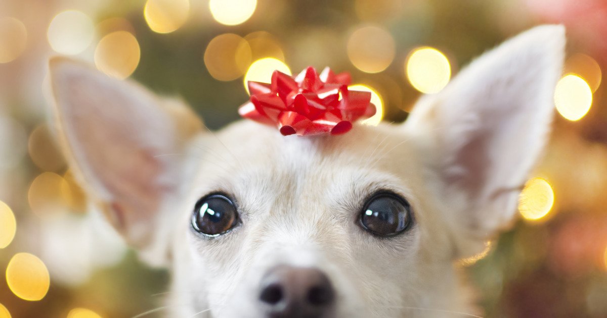 The Most Ridiculous Gifts We’ve Given Our Pets