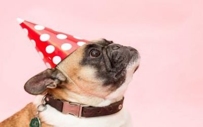 There’s A Better Way To Calculate Your Dog’s “Human Age” According To Scientists