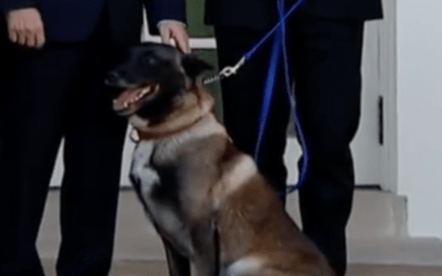 Conan The Military Service Dog Repeatedly Nudges Vice President Pence During Rose Garden Ceremony