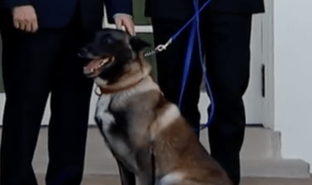 Conan The Military Service Dog Repeatedly Nudges Vice President Pence During Rose Garden Ceremony