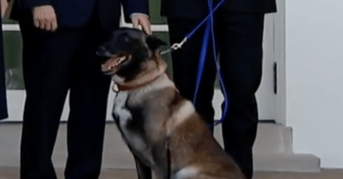 Conan The Military Service Dog Repeatedly Nudges Vice President Pence During Rose Garden Ceremony