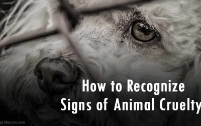 How to Recognize Signs of Animal Cruelty
