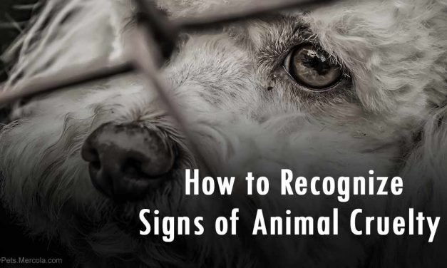 How to Recognize Signs of Animal Cruelty